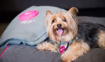 Pet friendly at Aloft Miami Doral.
