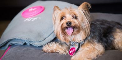 Pet friendly at Aloft Miami Doral.
