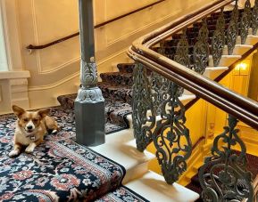 Pet-friendly hotel only at The Grand Brighton. 