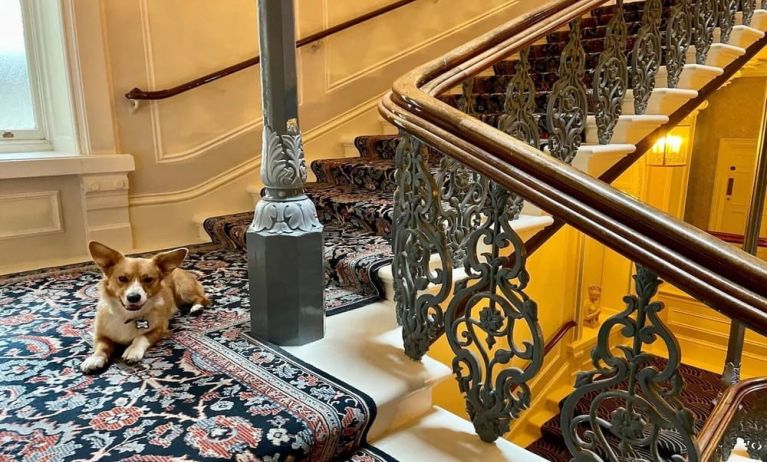 Pet-friendly hotel only at The Grand Brighton. 