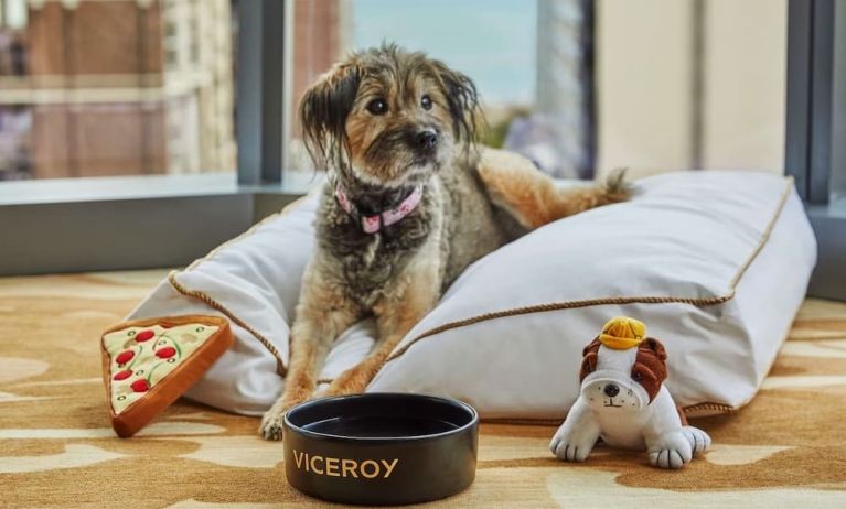 Pet friendly rooms at Viceroy Chicago.