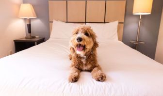 Sonesta Simply Suites Dallas Las Colinas is pet friendly.