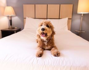 Sonesta Simply Suites Dallas Galleria is pet friendly.