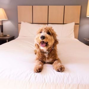 Sonesta Simply Suites Dallas Galleria is pet friendly.