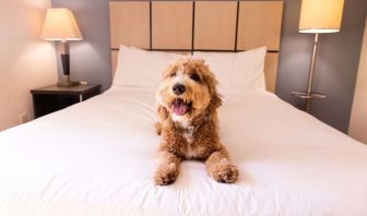 Sonesta Simply Suites Dallas Galleria is pet friendly.