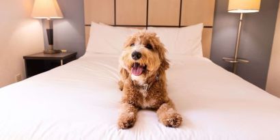 Sonesta Simply Suites Dallas Galleria is pet friendly.