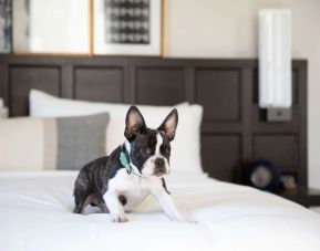 The Clift Royal Sonesta is pet friendly.