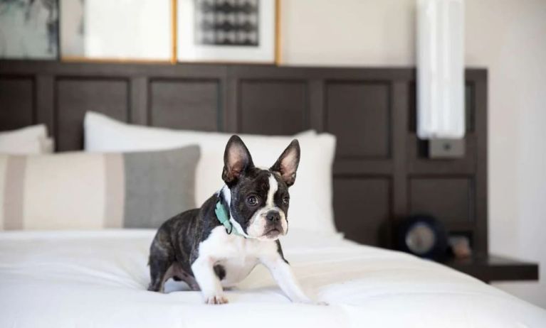 The Clift Royal Sonesta is pet friendly.