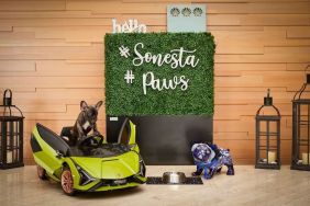 Pet friendly at Sonesta Redondo Beach & Marina.