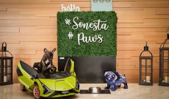 Pet friendly at Sonesta Redondo Beach & Marina.