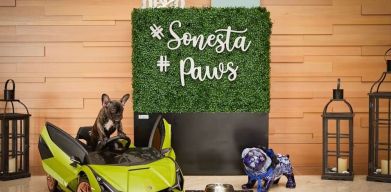 Pet friendly at Sonesta Redondo Beach & Marina.