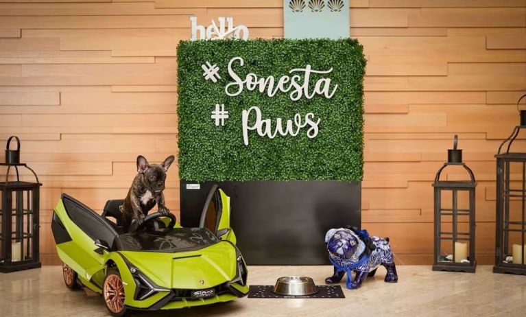 Pet friendly at Sonesta Redondo Beach & Marina.