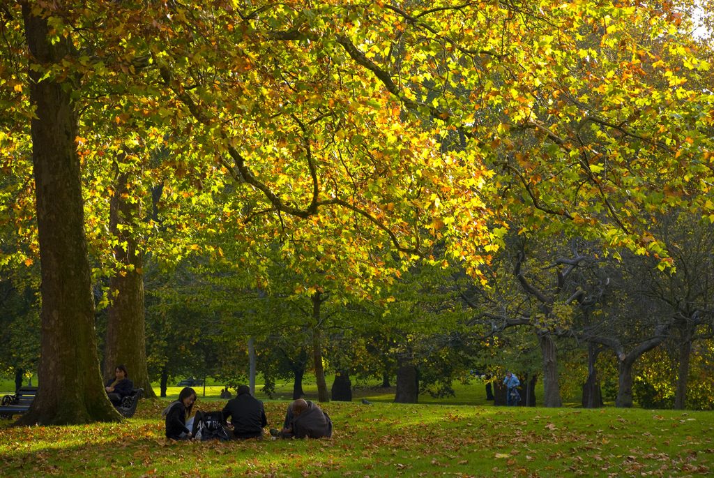 Colorful leaves in London's Green Park on a beautiful fall day.