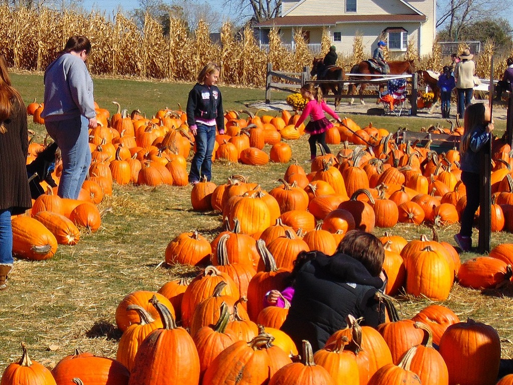 Fall into Fun: Pumpkinlicious Daycation by the Bay