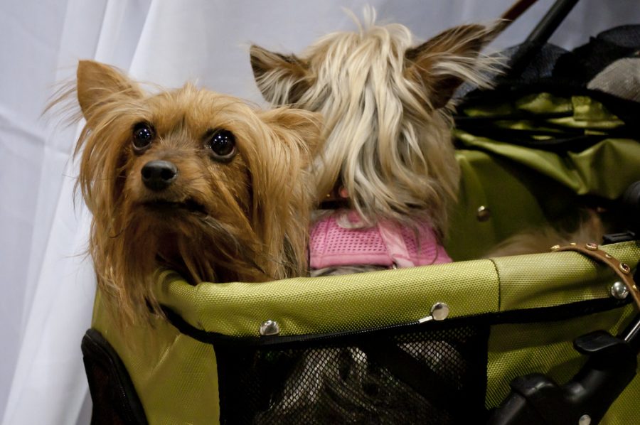 Everything You Need to Know About Traveling on Airplanes with Pets