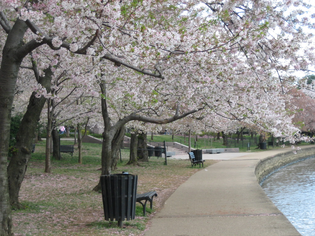 Facts About D.C.’s Cherry Blossoms You Should Know