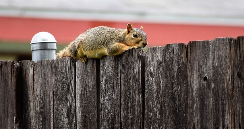 HotelsByDay - pregnant squirrel fox squirrel laying on fence