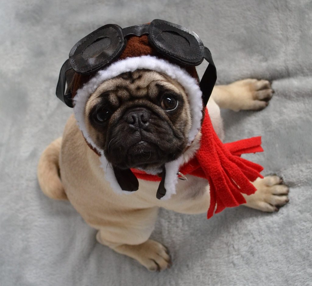 Pug waiting for flight dressed as airline captain.