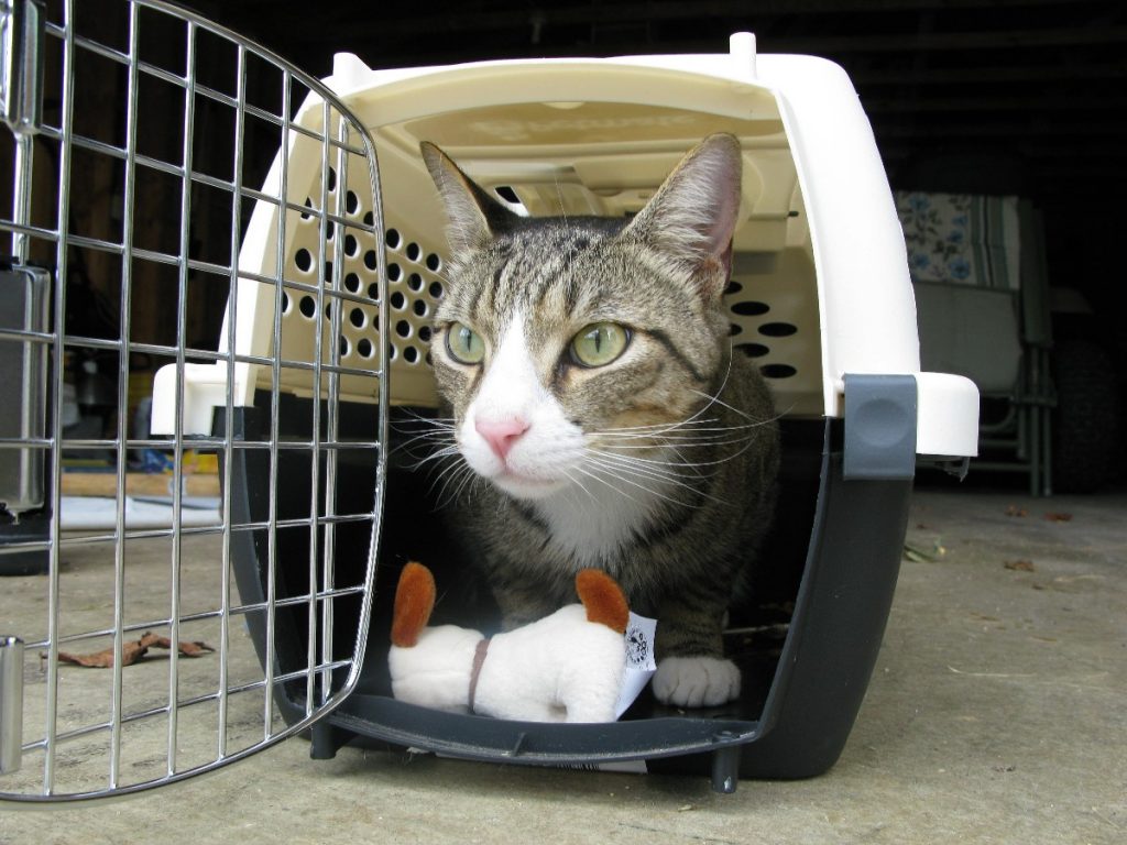 Everything You Need to Know About Traveling on Airplanes with Pets - Cat travel carrier