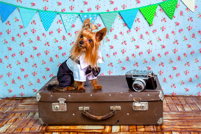 Dressed up dog and old film camera sit on top of old-fashioned leather suitcase against a sequenced wallpaper backdrop.