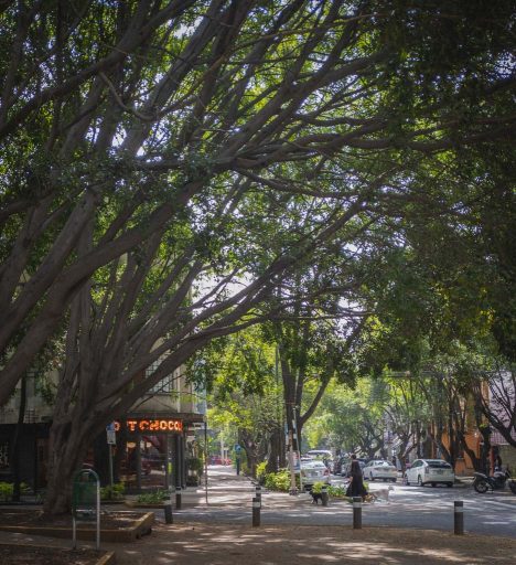 Huge green trees with bowing, leaning branches cover a narrow sidewalk leading to a chocolate shop.