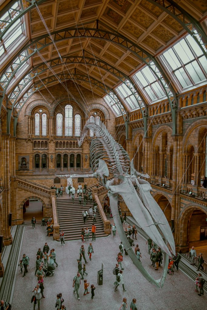 A replica dinosaur skeleton hangs prominently at London's Victoria and Albert Museum.